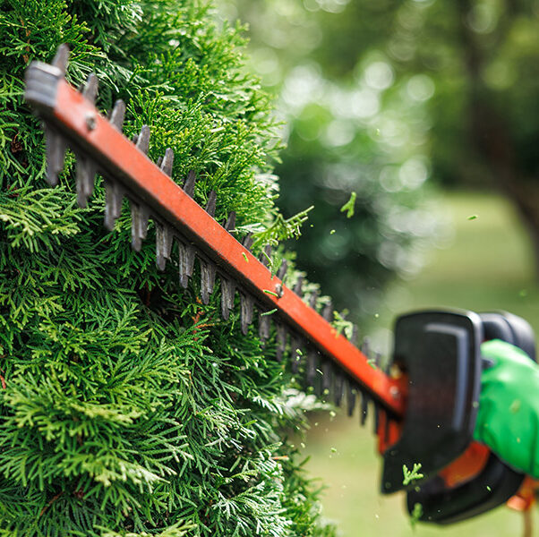 Hedge-Trimming-and-Shrub-Care-Img-1