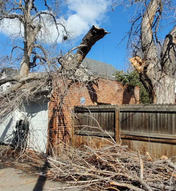 tree-emergencies-1080x675