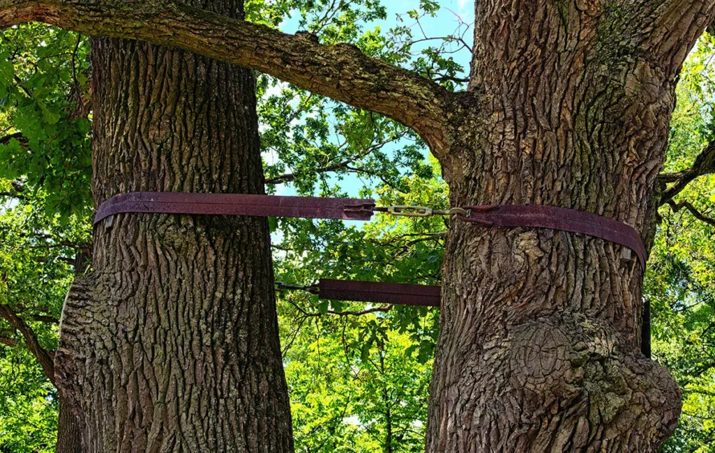 tree_cabling_and_bracing_for_tree_support-jpg