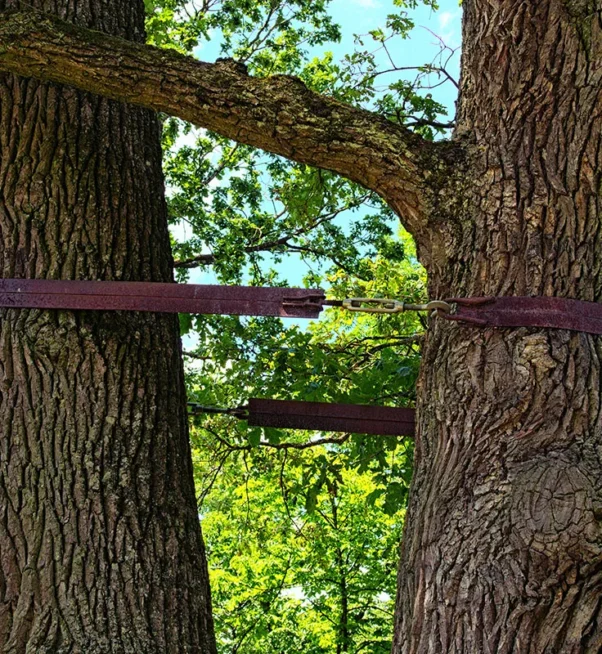 tree_cabling_and_bracing_for_tree_support-jpg
